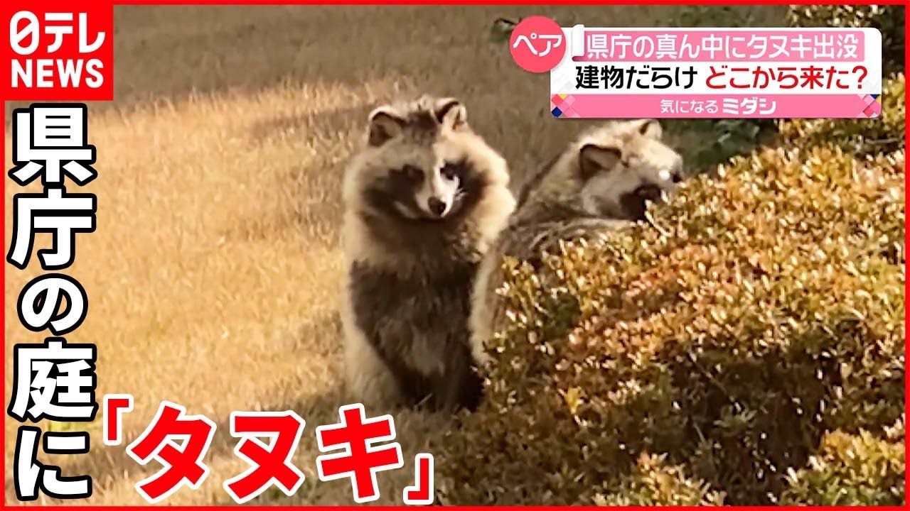 【どこから来た？】新潟県庁の庭に「タヌキ」出没  温かく見守る職員たち