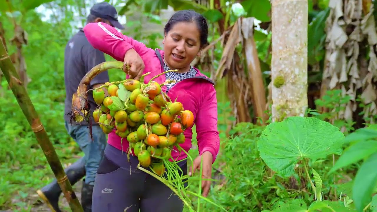 Mi amigo me invito a cosechar chontaduro en su finca