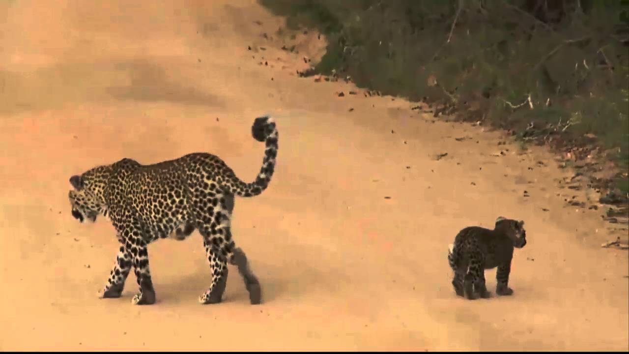 Karula and cubs SafariLIVE 26th April 2016