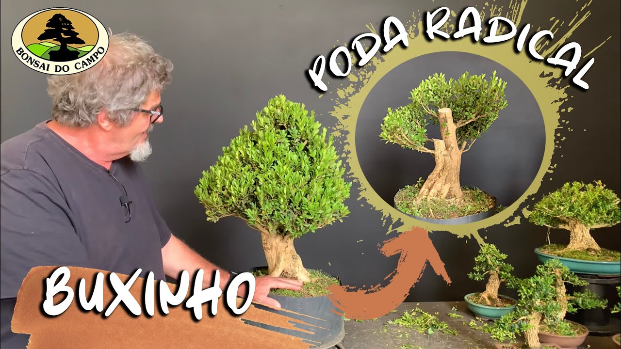 BUXINHO PODA RADICAL. O DESAFIO.