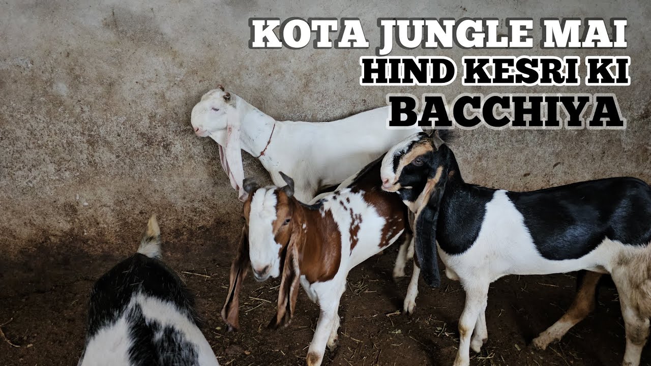 KOTA JUNGLE KI SABB SAY ACCHI NASAL HIND KESRI KI BACCHIYA/RADHAKISHAN JI KI BAKRIYA