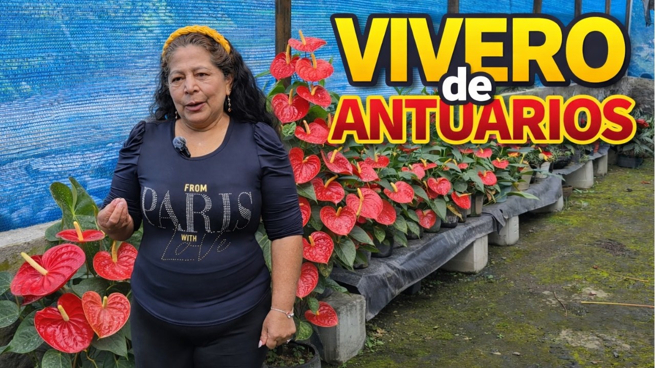 Venta de ANTURIOS| Vivero del señor Eduardo.