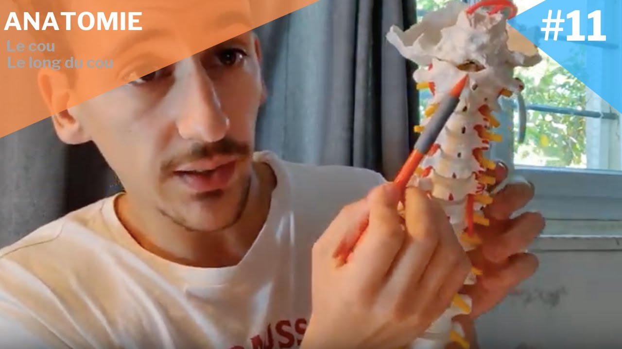 Myologie #11 : Le long du cou