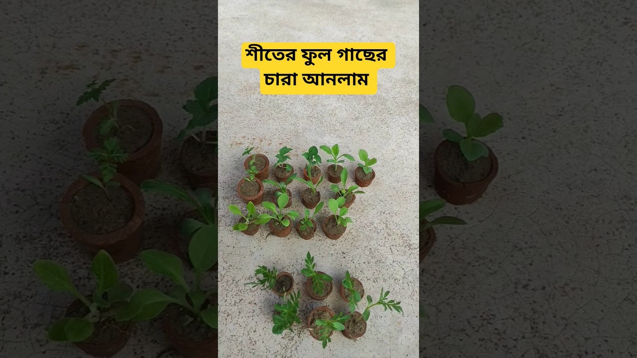 Winter season flowering plant shopping | Saplings care in winter