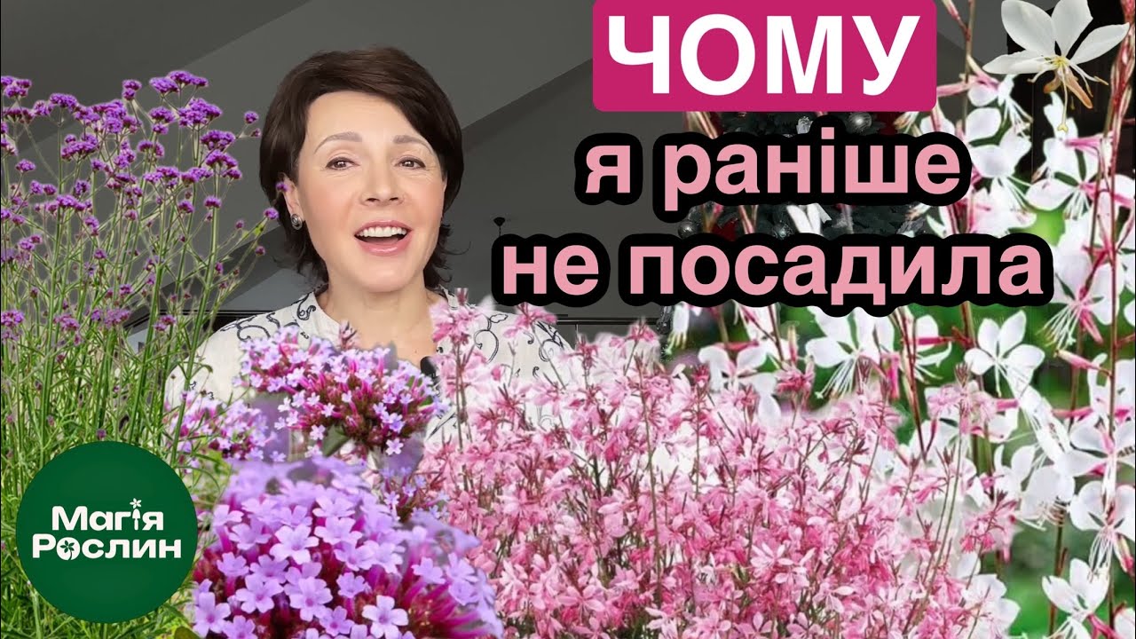 Квітують все літо — багаторічники для сонячних клумб