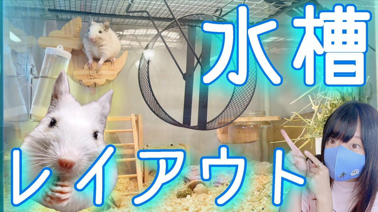 デグー 超オススメ☆水槽ケージレイアウト 詳しい作り方まで紹介！　デグー ケージレイアウト 飼い方 degu cage