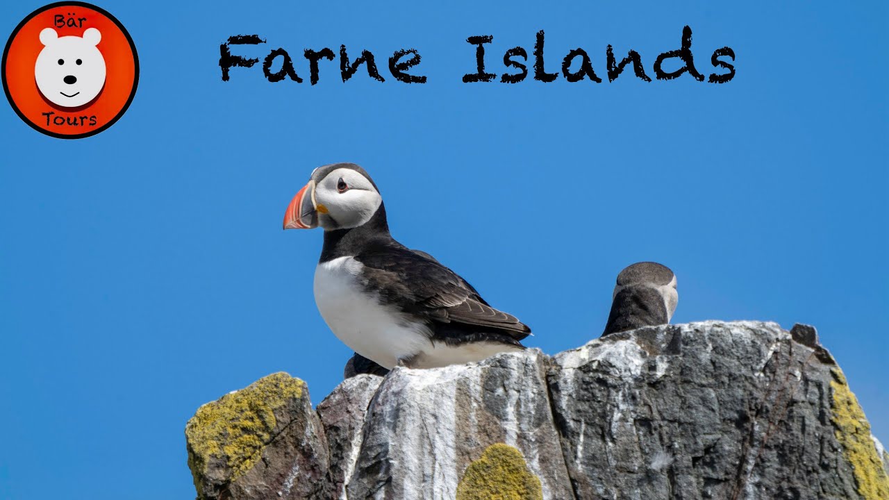 UK: Northumberland - Farne Islands