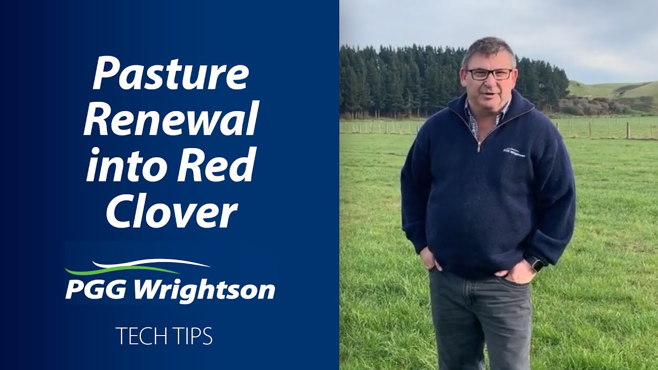 Pasture Renewal into Red Clover | PGG Wrightson Tech Tips