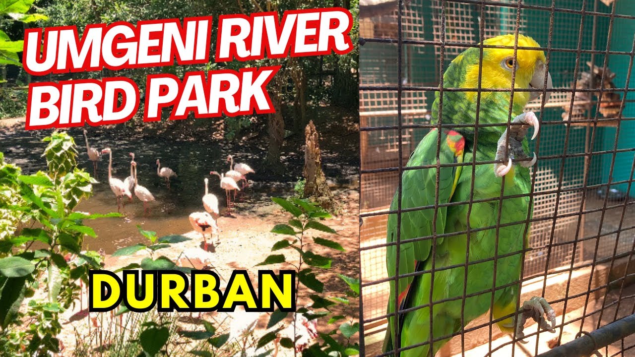Umgeni River Bird Park in Durban | KZN | South Africa