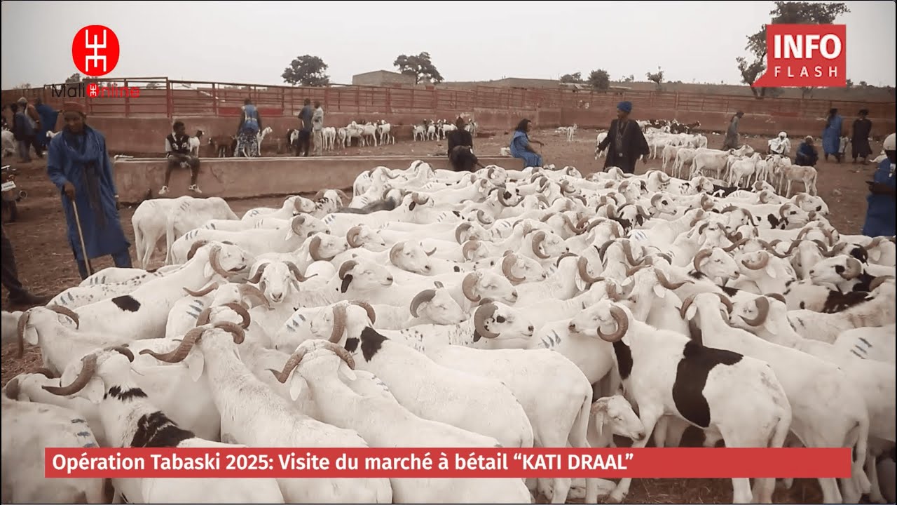 VISITE DU MARCH&Eacute; &Aacute; B&Eacute;TAIL &laquo; KATI DRAAL &raquo;