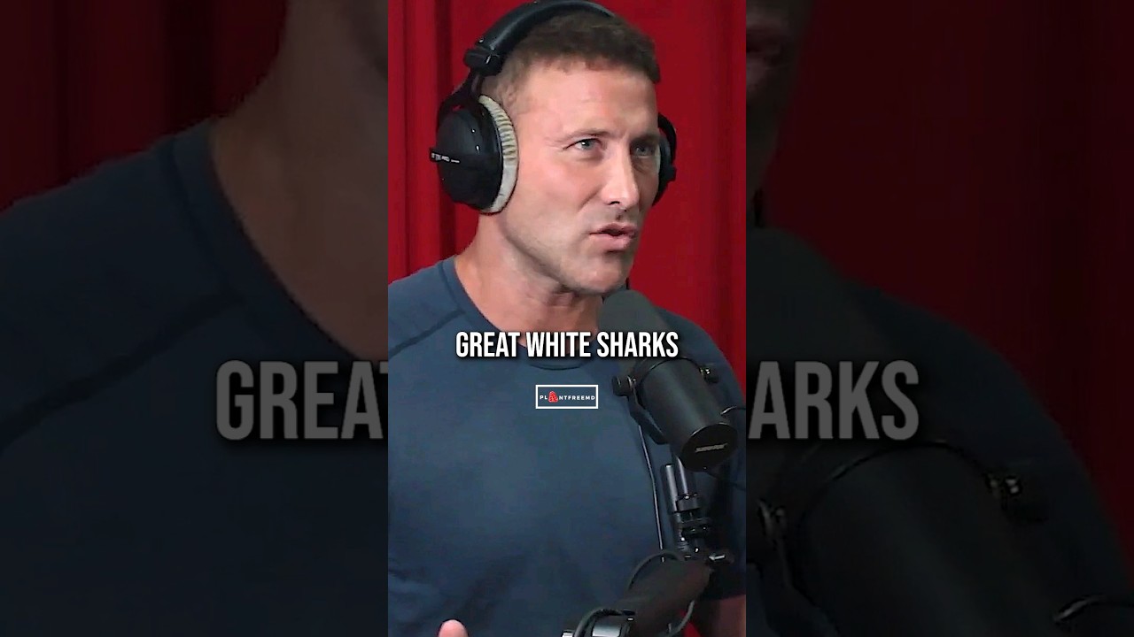 Humans Are APEX Predators!