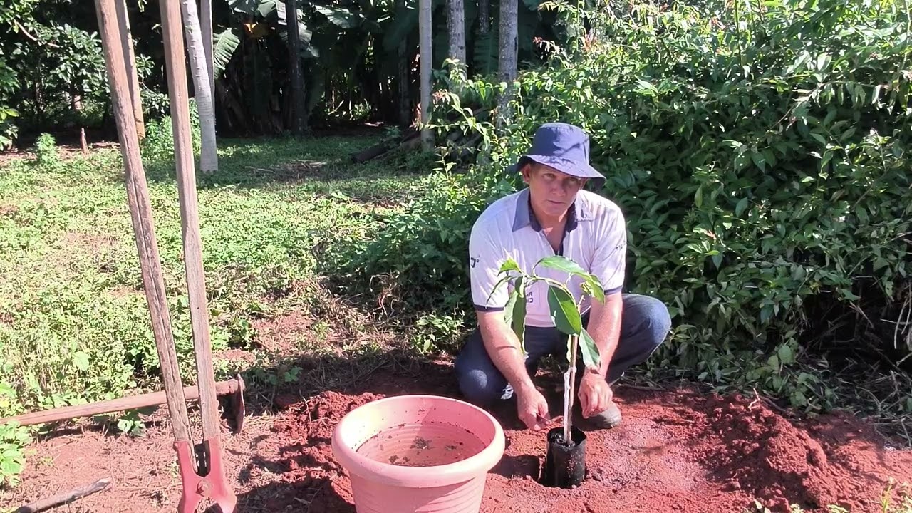Como plantar mudas de abacate 