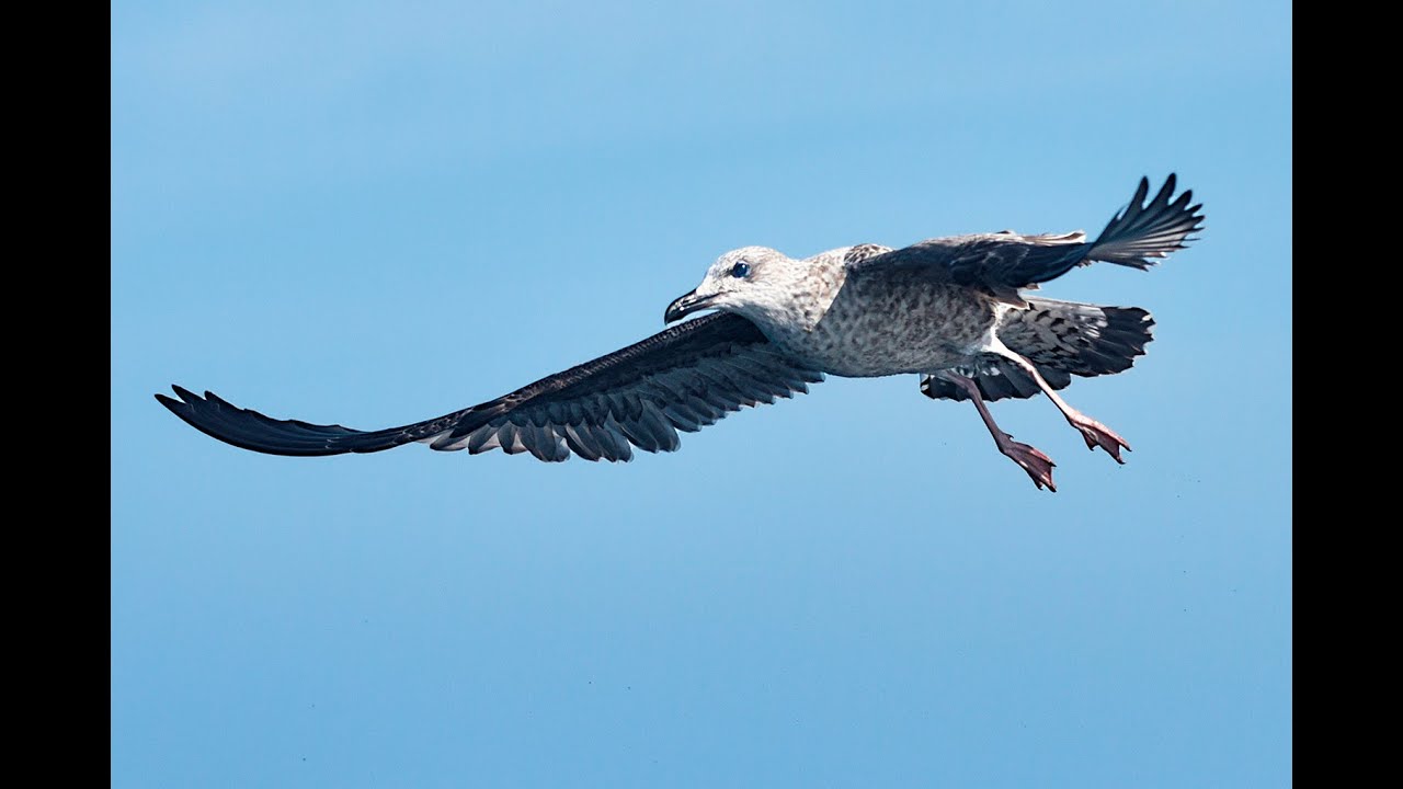 LA GAVIOTA