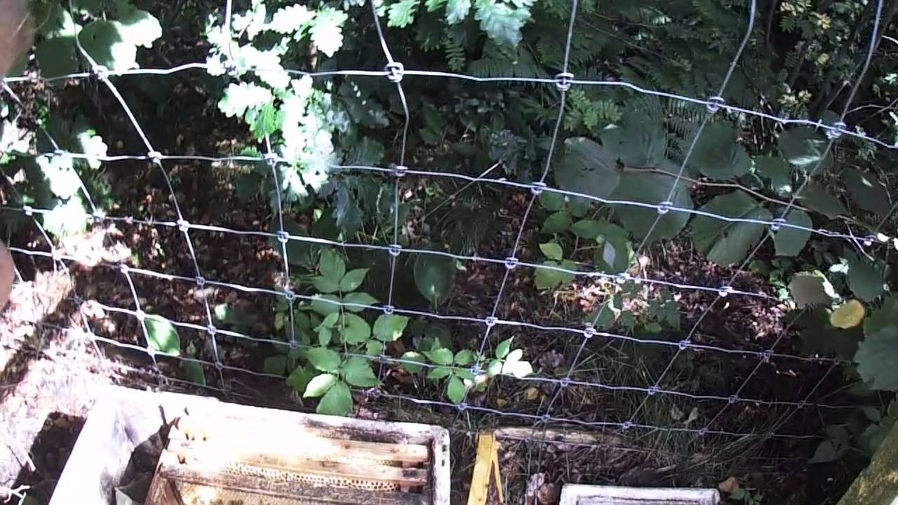 Tilsætte en brun dronning til aflægger af buckfast bier