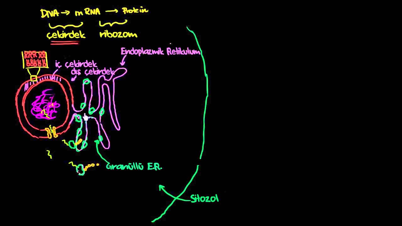 Endoplazmik Retikulum ve Golgi Aygıtı Detaylı Konu Anlatımı (Biyoloji / Hücrenin Yapısı)