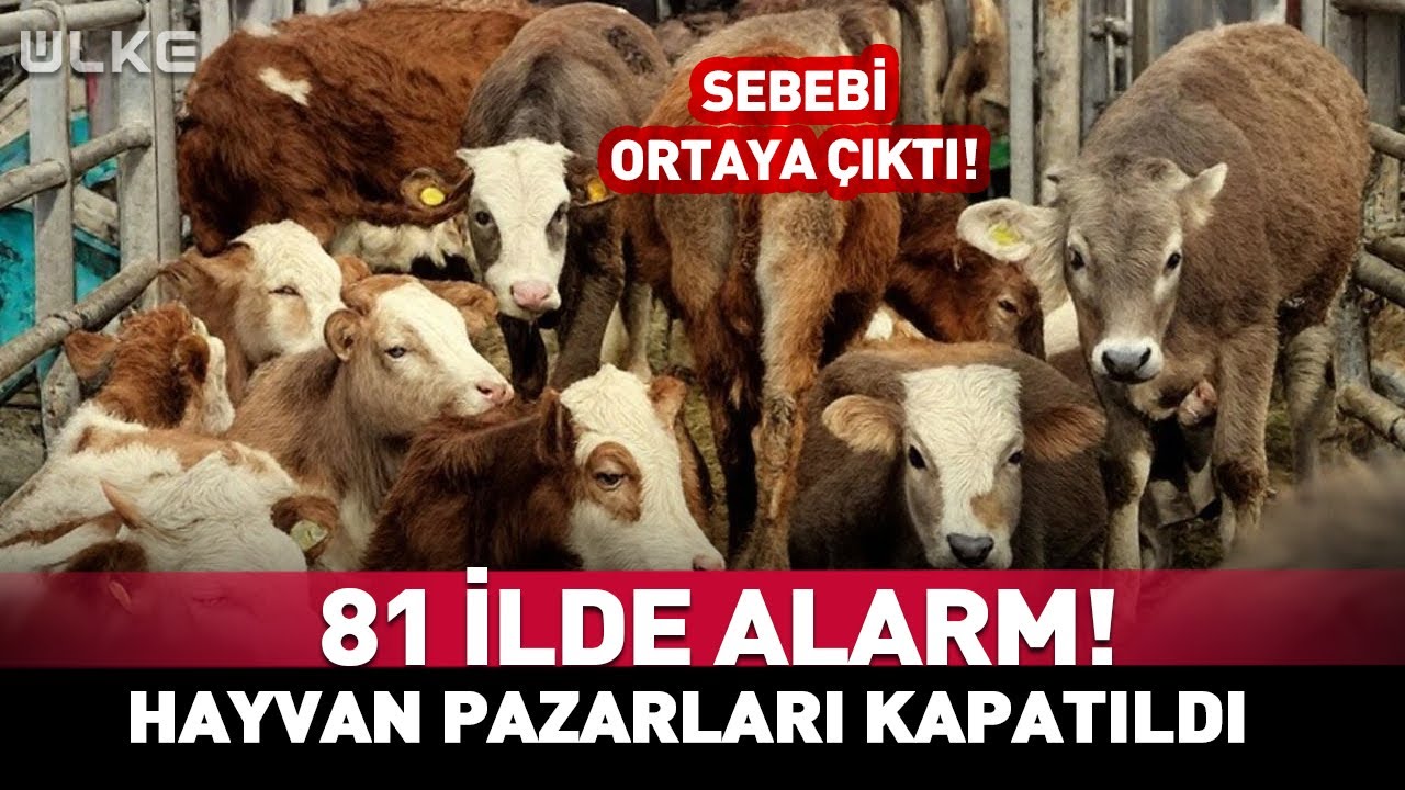 81 İlde Alarm! Hayvan Pazarları Kapatıldı #haber