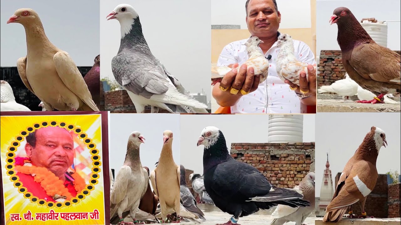 Mahavir Pehalwan ji k bete Anoop bhai ke 500 kabutar 150 magpie kabutar ka shok #Sonipatkabutarbaazi