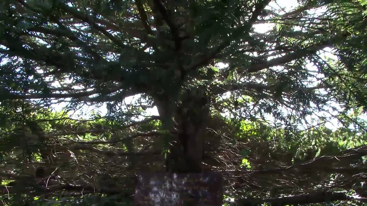 7 Wonders of Wales - Overton Yew Trees