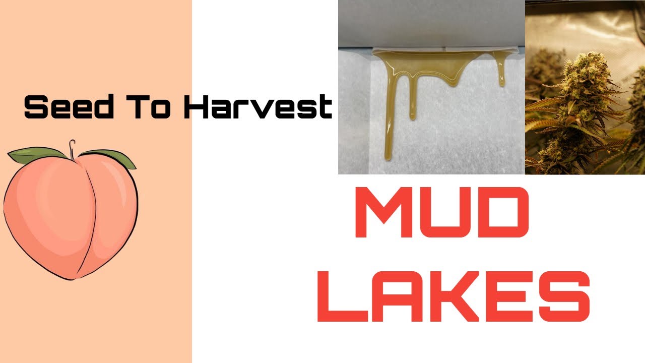 Seed to Harvest- Mud Lakes