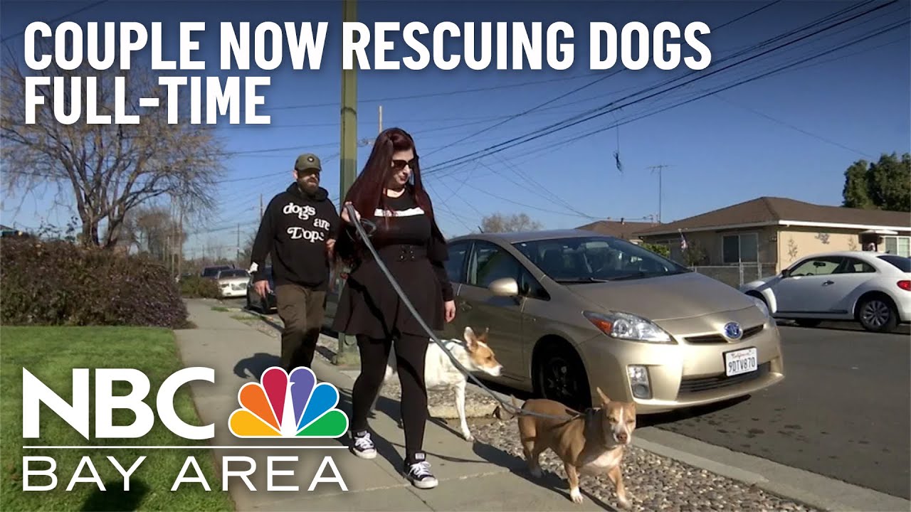 San Jose Couple Turn Pandemic Hobby Into Full-Time Mission Rescuing Dogs