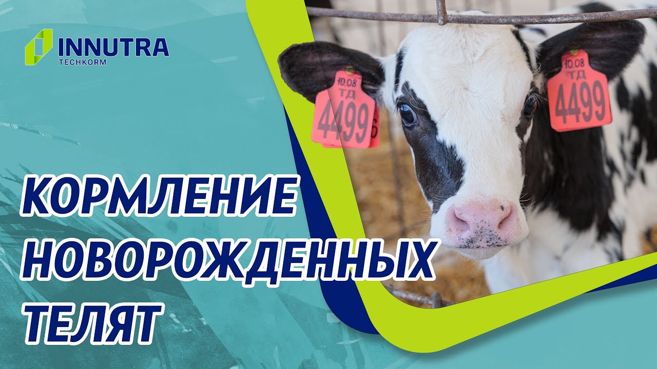 Кормление телят молозивом. Что нужно не забывать?