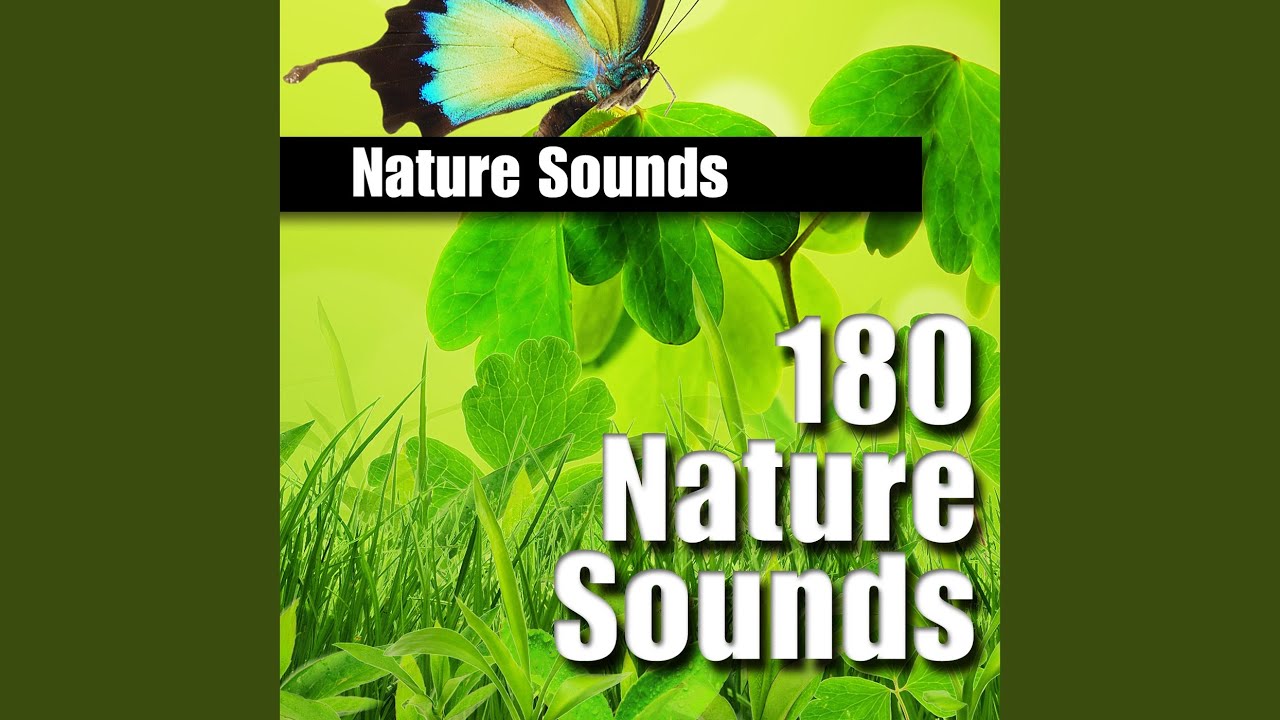 Afternoon Jungle Atmosphere with Birds and Insects