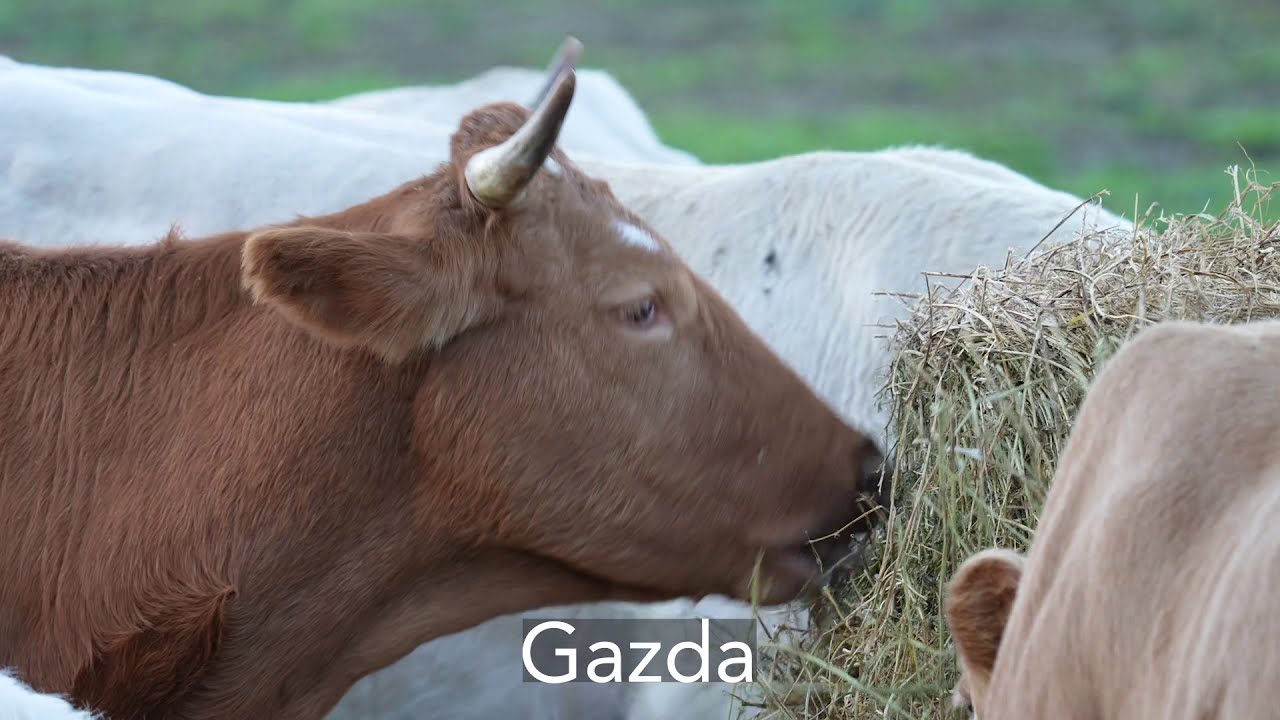 Lipthay iskola szakmabemutató kisfilm