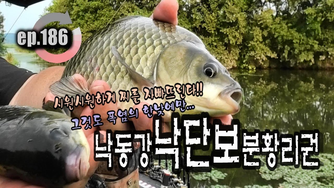 [ep.186] 폭염의 한낮에도 찌를 자빠뜨리는 시원시원한 입질, 낙단보의 마릿수 월척 행진!! #낙단보 #낙동강 #분황리 #낙동야구장 #붕어낚시