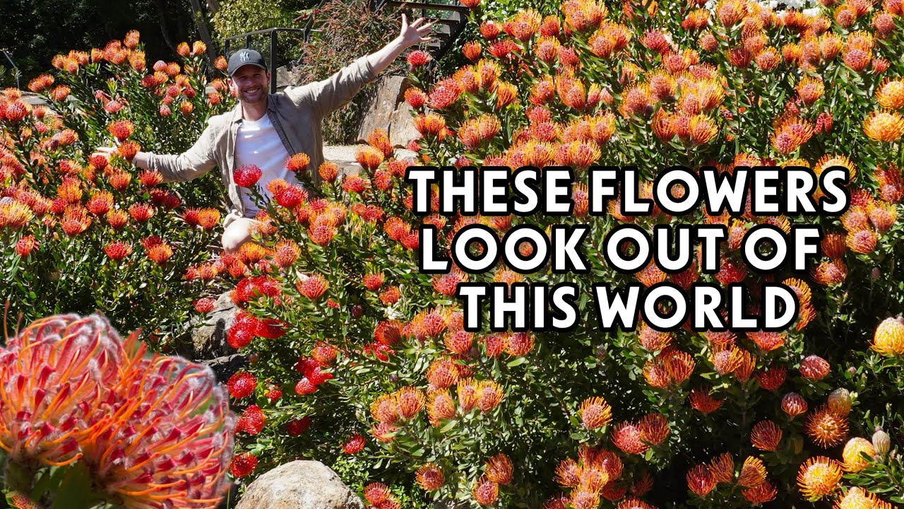 Proteas, Waratahs, Pincushions - amazing display of native flowers