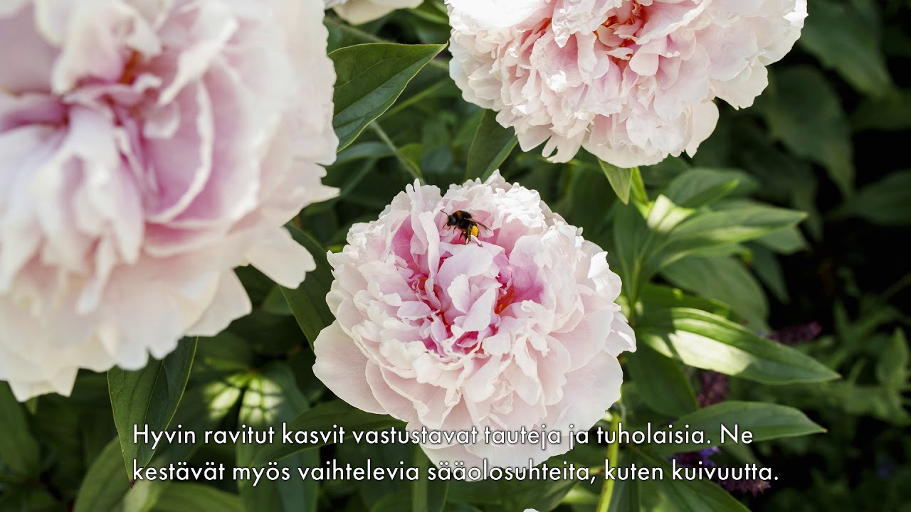 Miksi keväällä lannoitetaan? - Helpot vinkit puutarhaan
