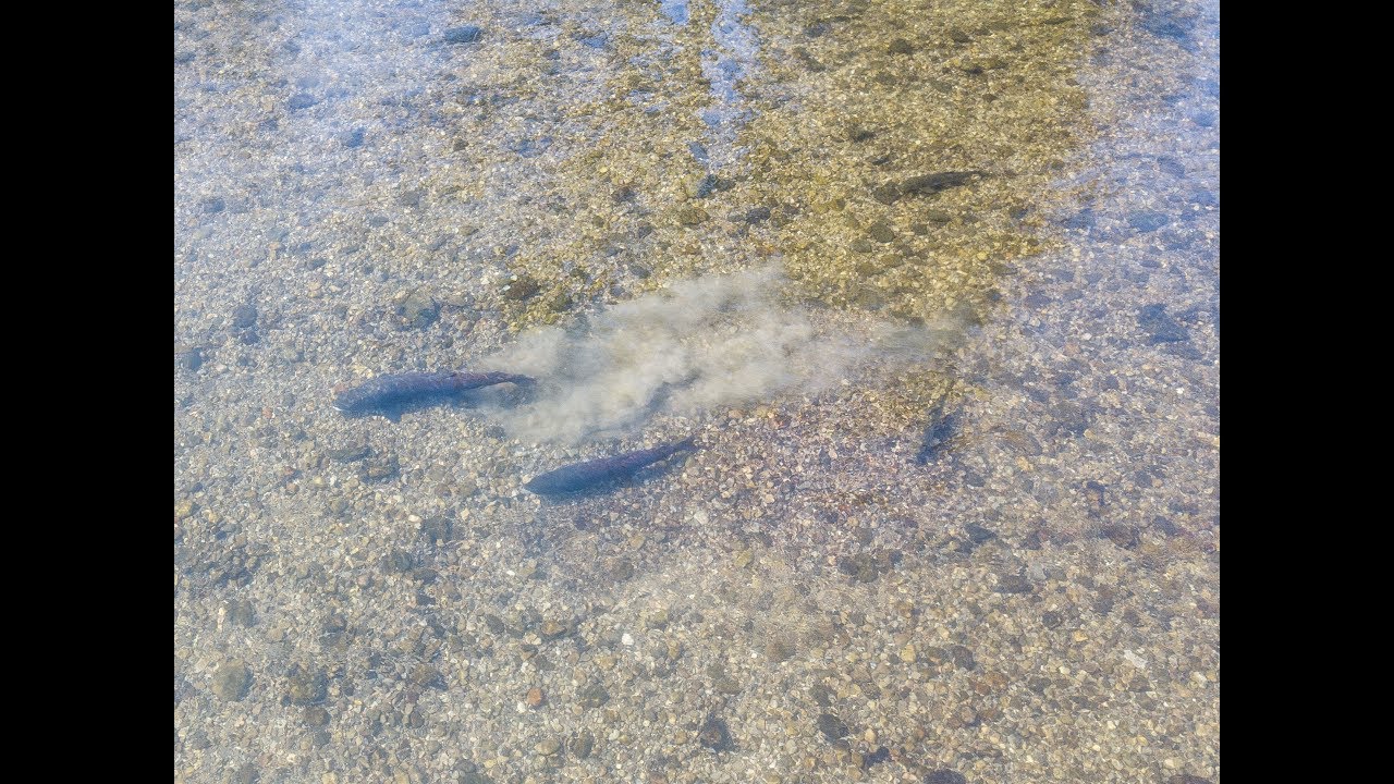 Danube Salmon Spawning - Huchen beim ablaichen