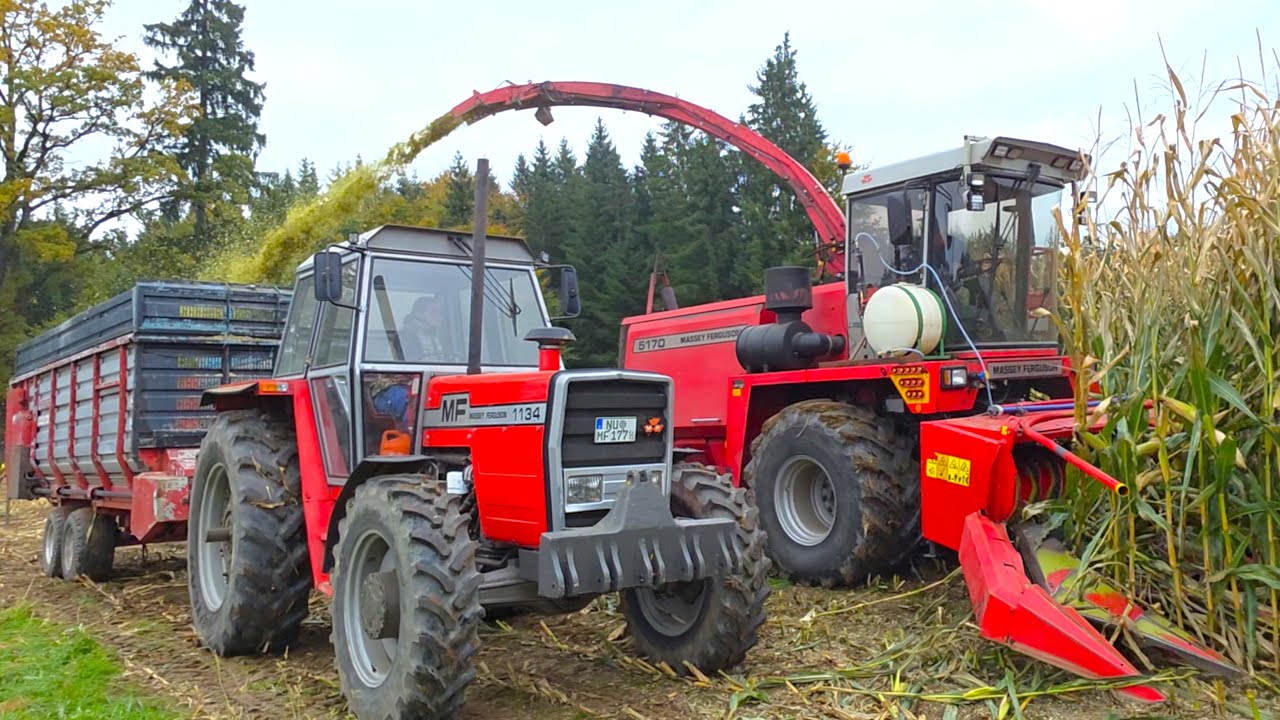 Massey Ferguson 5170 (Mengele Bj.1997) 8 -Reiher Maishäcksler mit MF 1134 bei Silage 2025 in Bayern!