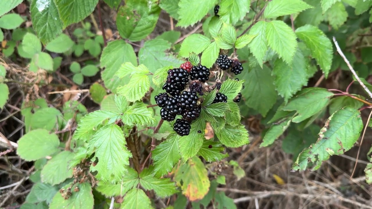 Greensand Ridge Walk Part 2 : Trail Red