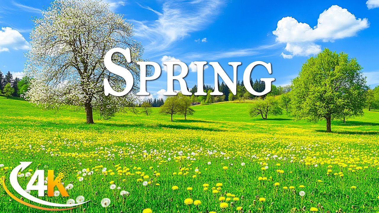 Spring in Switzerland 4K 🌸 Blooming Valleys & Snowy Mountains in Stunning 4K