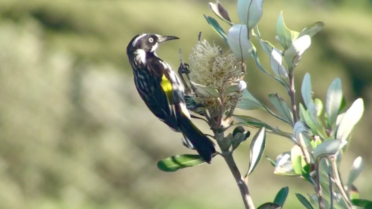 New Holland Honeyeater