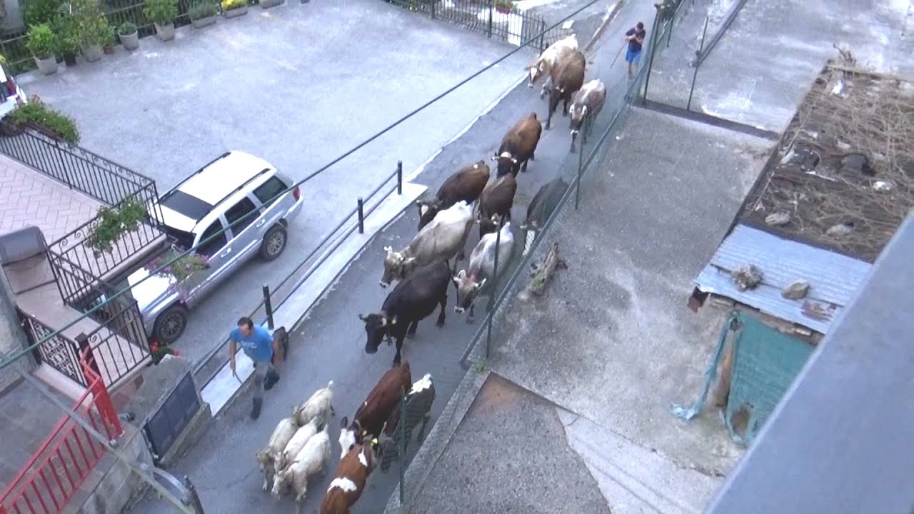 1281-(HD)-Graticelle di Bovegno BS-Trasumanza di mucche 09-07-2023 (Videocamera)