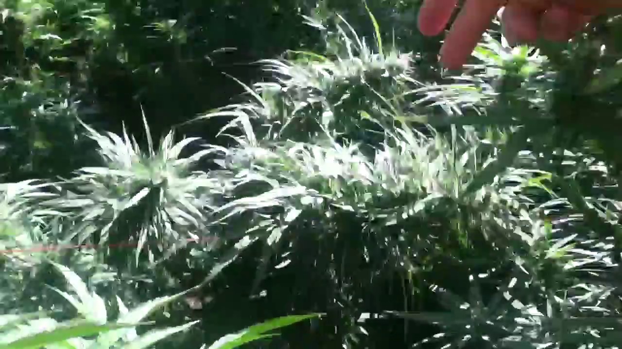Blue dream/animal cookies/sour apple