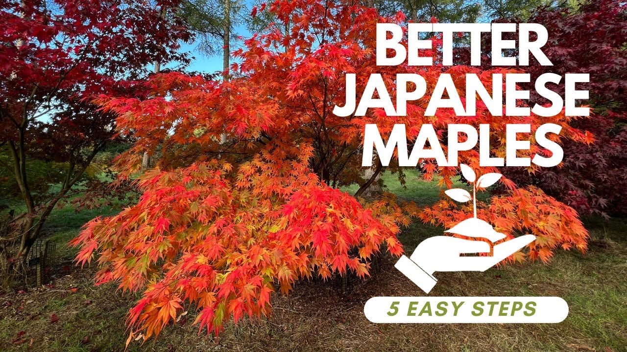 Better Japanese Maple gardening for autumn colour, in 5 easy steps