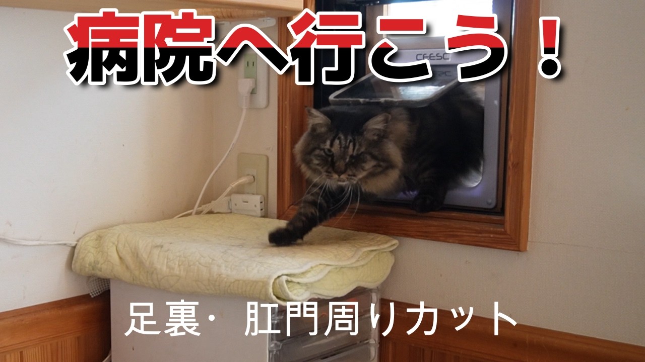 病院へ行こう！/いつもの毛剃り