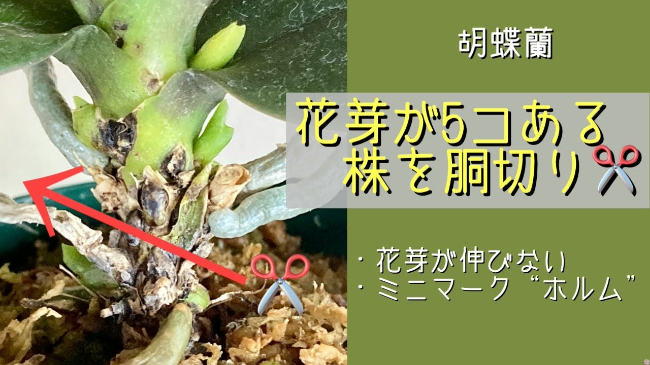 2026年3月1日　胡蝶蘭《花芽5コある株を胴切り✂️する》　株を残したい　花芽を犠牲にして切る✂️　切った上株は花芽3コを残してヘゴ棒に付ける　下株は花芽2コを残して管理する　ミニマーク“ホルム”