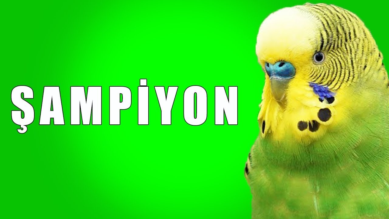 Şampiyon Ses Kaydı Muhabbet kuşu konuşturma egzersizi