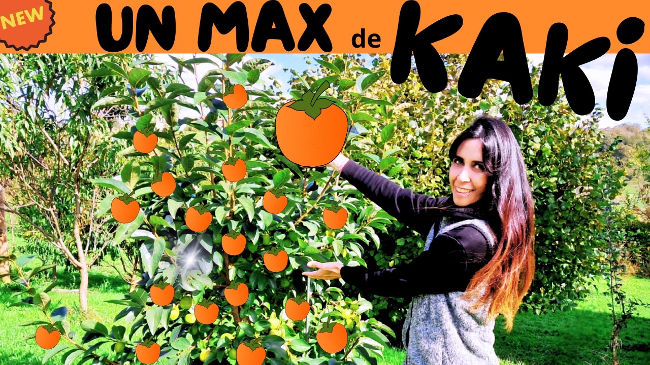 🟠Le KAKI POMME/PLAQUEMINIER du Jardin FORÊT !! 🟠
