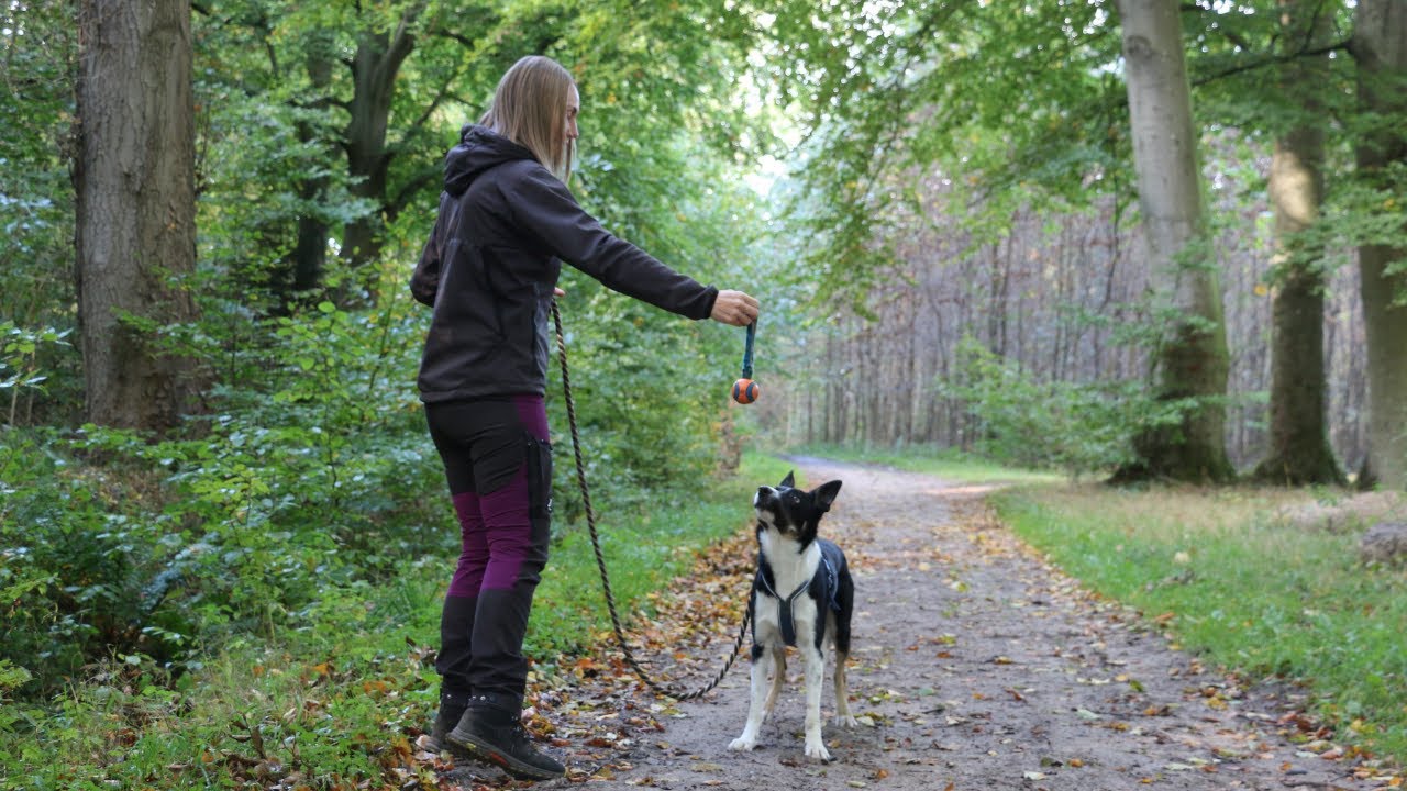 Derfor skal du lege med din hund