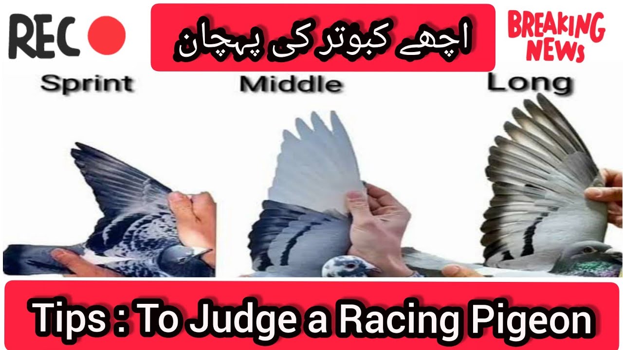 ache kabootar ki pehchan | racing pigeons ki pehchan 2021