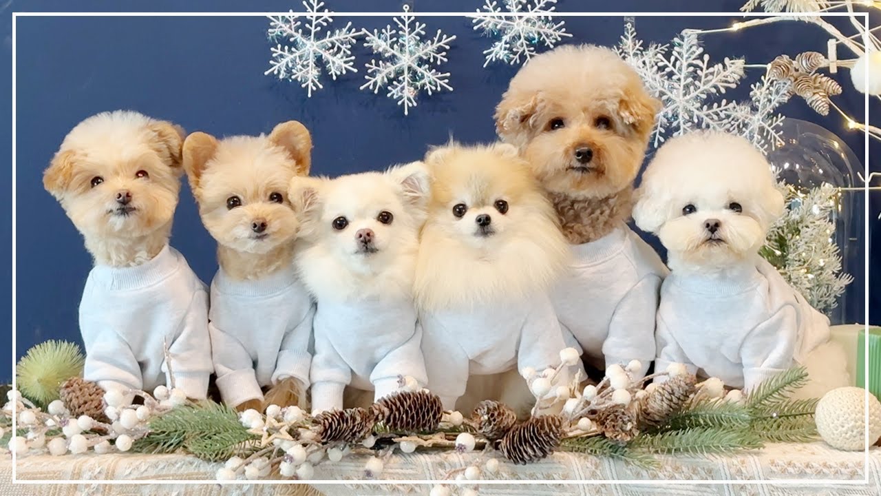 강아지 많은 집의 잘 안풀리는 하루..💦