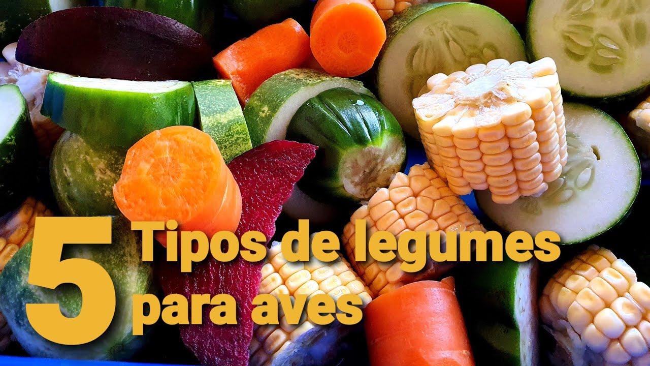 CINCO TIPOS DE LEGUMES QUE DOU PARA MINHAS AVES 4K