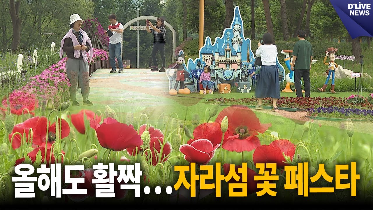 봄꽃은 자라섬…보라빛 청유채 만발 [가평] 딜라이브 뉴스