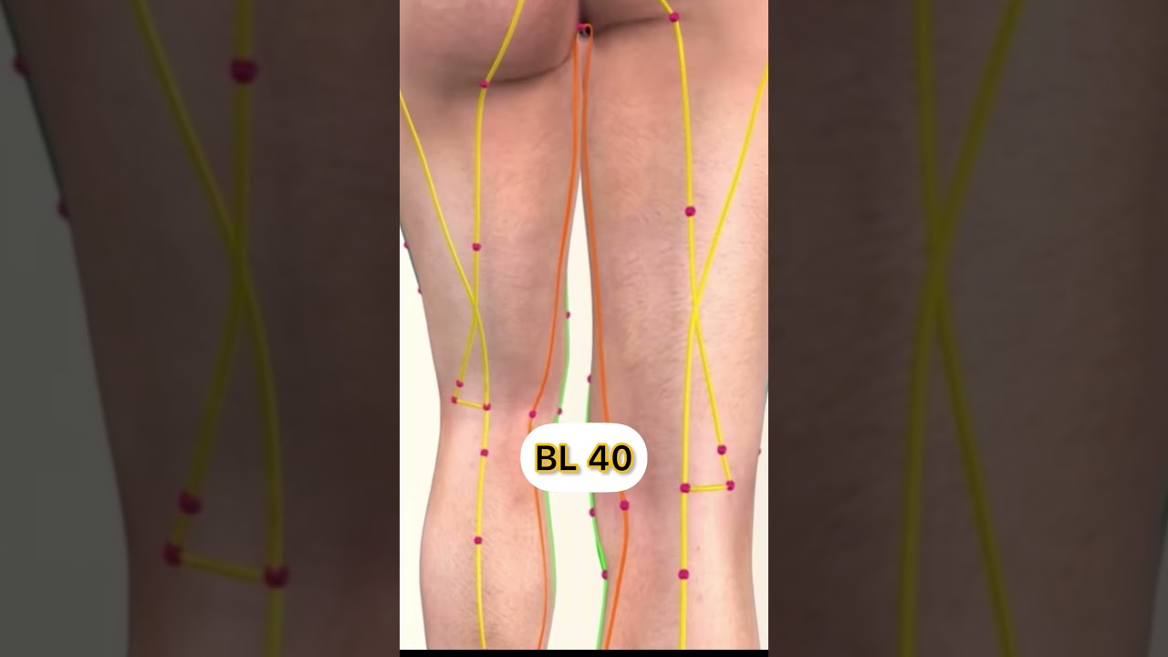 The Bladder Meridian Acupuncture Points #acupuncturepoints