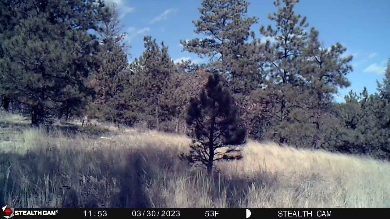 Trail Cam Highlights March