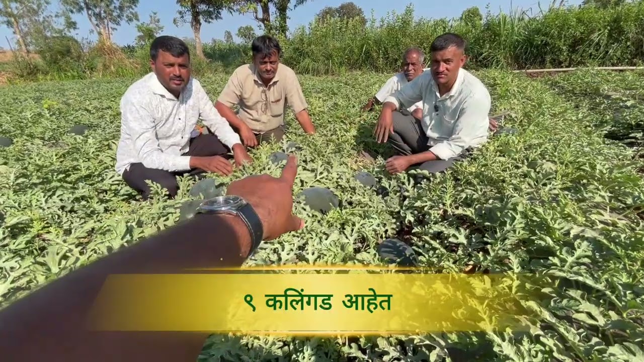 १४ गुंठ्यांत १२ टन कलिंगडांचे उत्पादन! प्रति फळ ३.७ किलो वजन, ६० दिवसांच्या पिकासाठी केवळ एक फवारणी
